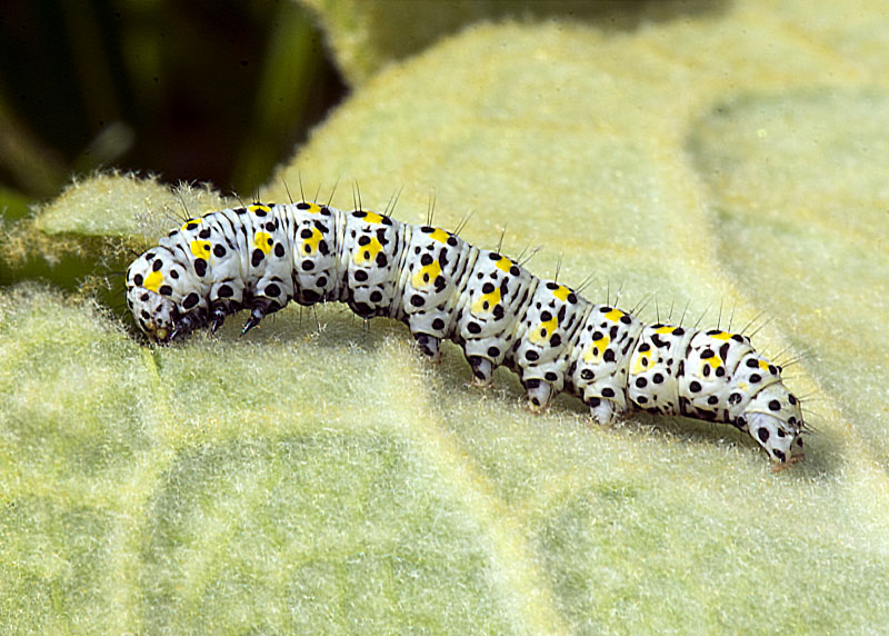 Bruco - Cucullia (Shargacucullia) verbasci, Noctuidae